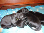 Darcy / Justy pups 26 juni 2011